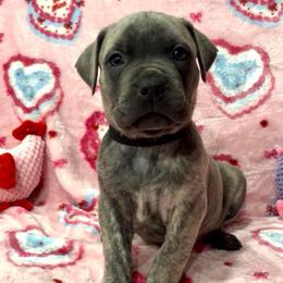 Alfalfa-black - Brindle male Companion Cross puppy in Calimesa, California from Teakwoodpoodleofsocal