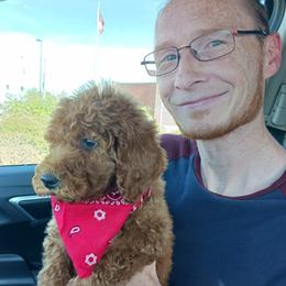 Poodle Puppies from Ramsey Therapy Dogs
