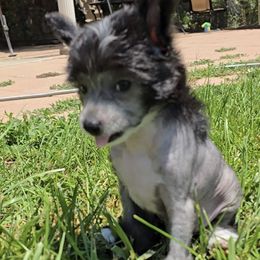 Aaron  Long Star Angel - Black and white male Chinese Crested puppy in Amarillo, Texas from Victoria's Chinese Cresteds Long Star Angels
