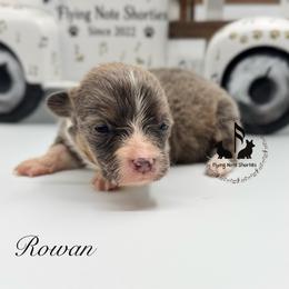 Bluie Rowan Full Fluffy With A Tail - Blue male Pembroke Welsh Corgi puppy in Casper, Wyoming from Flying Note Shorties
