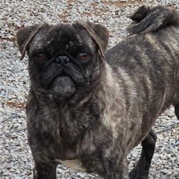 Pugs from Locust Creek Pugs