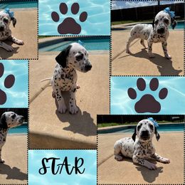 Star - White and black female Dalmatian puppy in Waxahachie, Texas from Tiff’s Dalmatian Plantation