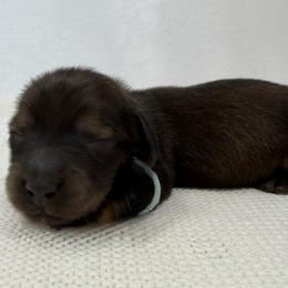 Lennon - Red male Dachshund puppy in Pulaski, Tennessee from Billboard Doxies