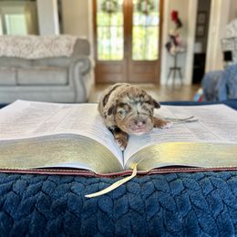 Priscilla - Blue merle female Aussiedoodle puppy in Jacksonville, Florida from Autumn's Aussies