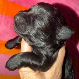 Black girl with minimal amount of white on chest - Black female Miniature Schnauzer puppy in Pflugerville, Texas from K&K Precious Tx schnauzers