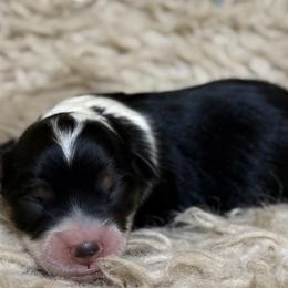Male 3 - Black tri-color male Aussiedoodle puppy in South Central, Pennsylvania from Windy Hills Mini Aussies & Doodles