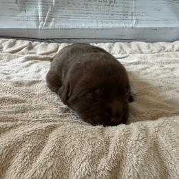 Chocolate boy - Chocolate male Labrador Retriever puppy in Big River, California from Cozy Acres Farm Labradors
