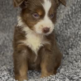 Frito - Red tri male Miniature Australian Shepherd puppy in Michie, Tennessee from Acton Aussies