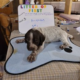 German Shorthaired Pointer Puppies from Donna Gambill