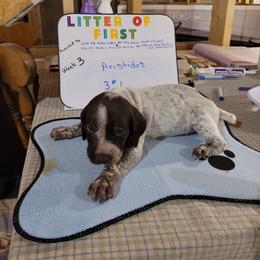 German Shorthaired Pointer Puppies from Donna Gambill