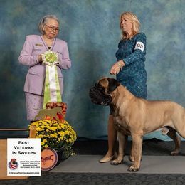 Bullmastiff Puppies from Amulet Bullmastiffs