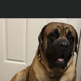 Brutus - Mastiff