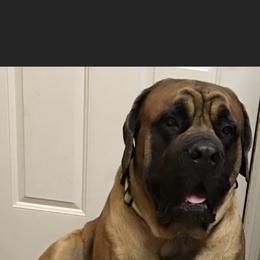 Brutus - Mastiff
