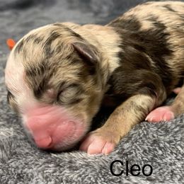 Cleo - Chocolate merle male Bernedoodle puppy in New Ringgold, Pennsylvania from Hawk Mountain Doodles