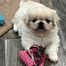 Full AKC - Buttercup - Cream female Pekingese puppy in Pennsylvania from Triple I Pekes