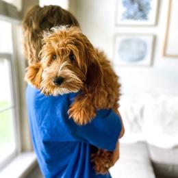 Aspen - Goldendoodle