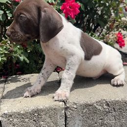 German Shorthaired Pointer Puppies from Mcshorthairs