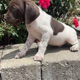 German Shorthaired Pointer Puppies from Mcshorthairs