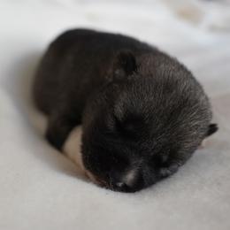 Kai - Agouti and white female Siberian Husky puppy in Wiscasset, Maine from Running with Huskies
