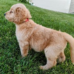 Red - Goldendoodle puppy from Dakota Sky's Goldens