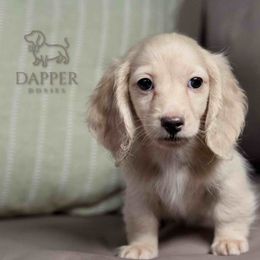 Wonton - Cream male Dachshund puppy in Zephyrhills, Florida from Dapper Doxies