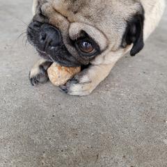 Kiwi - Pug