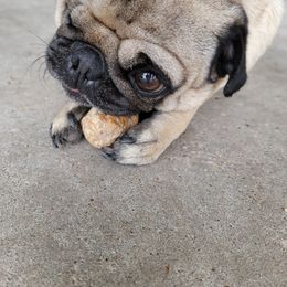Kiwi - Pug