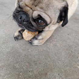 Kiwi - Pug