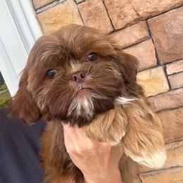 Bean - Liver male Shih Tzu puppy in Tennessee from Cutshall Babies