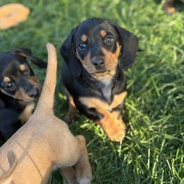 Dachshund Puppies from Carranza Puppy Farm