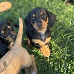 Dachshund Puppies from Carranza Puppy Farm