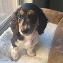 Cookie - Piebald female Dachshund puppy in Buckeye, Arizona from Duran Dachshunds