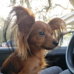 Chickie - Russian Toy