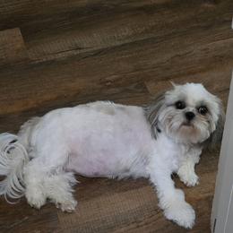 Helga - Shih Tzu