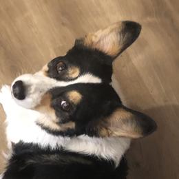 Tessa  - Pembroke Welsh Corgi