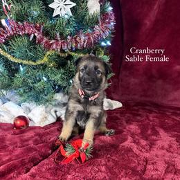 Cranberry - Sable female German Shepherd puppy in New Cambria, Missouri from Des Hausraben Shepherds