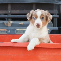 Australian Shepherds from Six Little Chicks Australian Shepherds