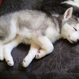 Siberian Husky Puppies from I'm not an official breeder just adopting out a pack