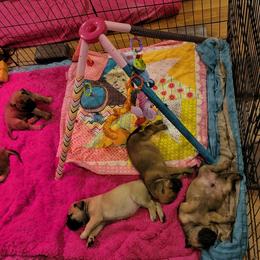 Bullmastiff Puppies from Sunny Beach Bullmastiffs