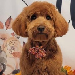 Winnie - Goldendoodle