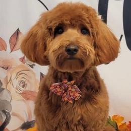 Winnie - Goldendoodle