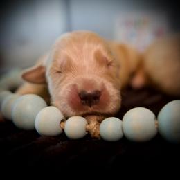 Third pick Male - Golden male Golden Retriever puppy in Mc Arthur, California from California Golden Love
