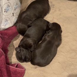 Boy 1 - Chocolate male Shih Tzu puppy in Tyler, Texas from Sunnybelle Shih Tzus