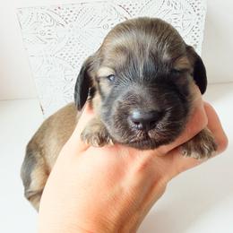 Posie - Cream female Dachshund puppy in Sylvania, Alabama from Yancey’s Doxies