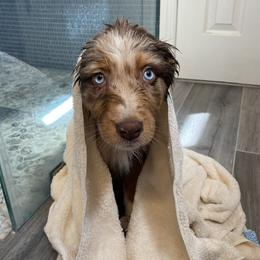 Australian Shepherd Puppies from Burdock Hill Australian Shepherds