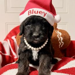 Bluey - Tri-color female Labradoodle puppy in Beecher, Illinois from Erica’s Doodles