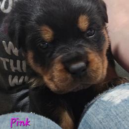 Pink - Black and mahogany female Rottweiler puppy in Tangent, Oregon from Raya's Royals