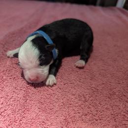 Miniature American Shepherd Puppies from Atherney