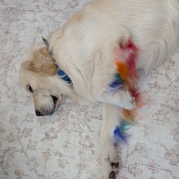 Golden Retriever Puppies from Top Gun Golden Retrievers