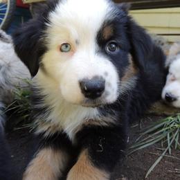 Diana - Black tri female Miniature Australian Shepherd puppy in Sound Beach, New York from Awesome Aussies